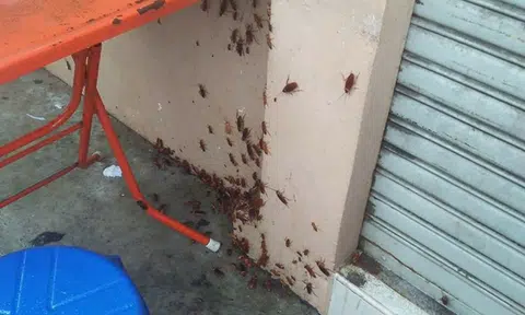 Woman joined by army of cockroaches, rats and centipedes at Thai market -- but keeps on eating