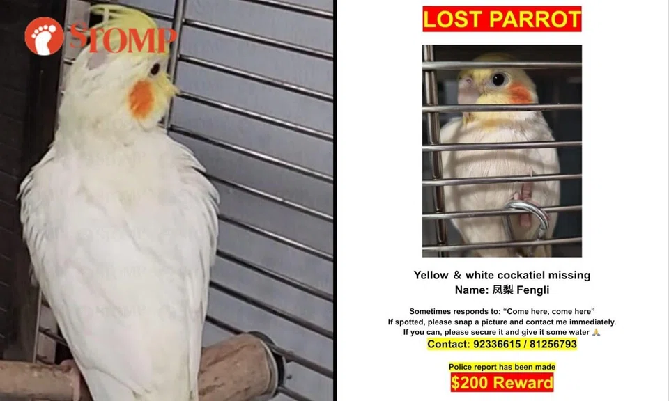 $200 reward for lost parrot last seen at Jurong West Avenue 3