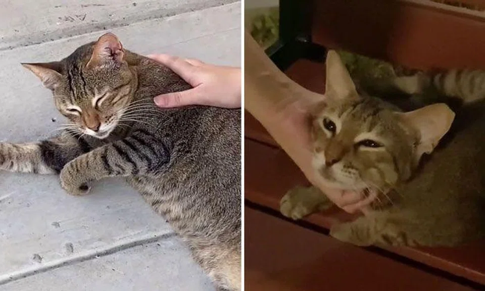 S'poreans show appreciation for community cats in new TikTok trend: "They keep me going, you know"