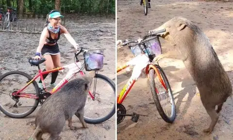 Woman recounts amusing incident of wild boar pouncing on her bike at Pulau Ubin: 'I'll never forget it'