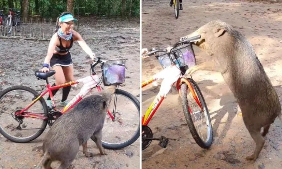 Woman recounts amusing incident of wild boar pouncing on her bike at Pulau Ubin: 'I'll never forget it'