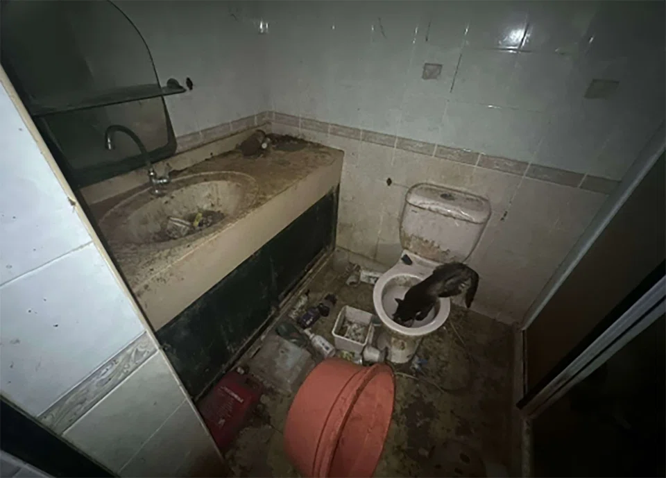 Man jailed for abandoning 71 cats in HDB flat for 2 years