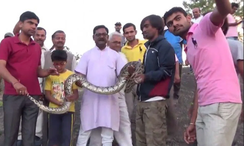 Man learns the hard way why you don't take a selfie with a python