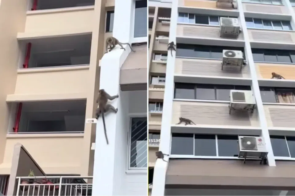 A group of monkeys was seen climbing and moving around the exterior of a HDB block.