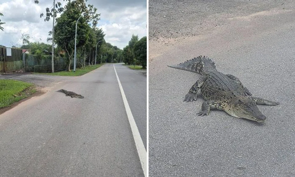 A Facebook user spotted the crocodile on the road in Neo Tiew Crescent at about 1pm on March 18. PHOTOS: MR KOO