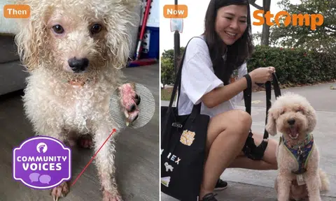 Rescued by my rescue: She only had 2 hours to save a 'crusty' poodle