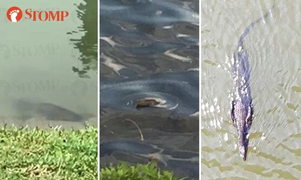 Can you identify them? Stompers spot 3 different creatures in Singapore's waters