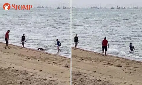 SPCA looking to identify boy who forced dog into water at East Coast Park