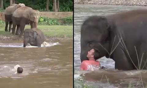 Adorable baby elephant thinks swimming man is drowning and tries to save him
