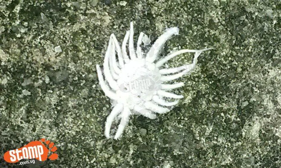 Anyone knows what this white crab-like creature is?