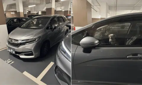 dog locked up in car