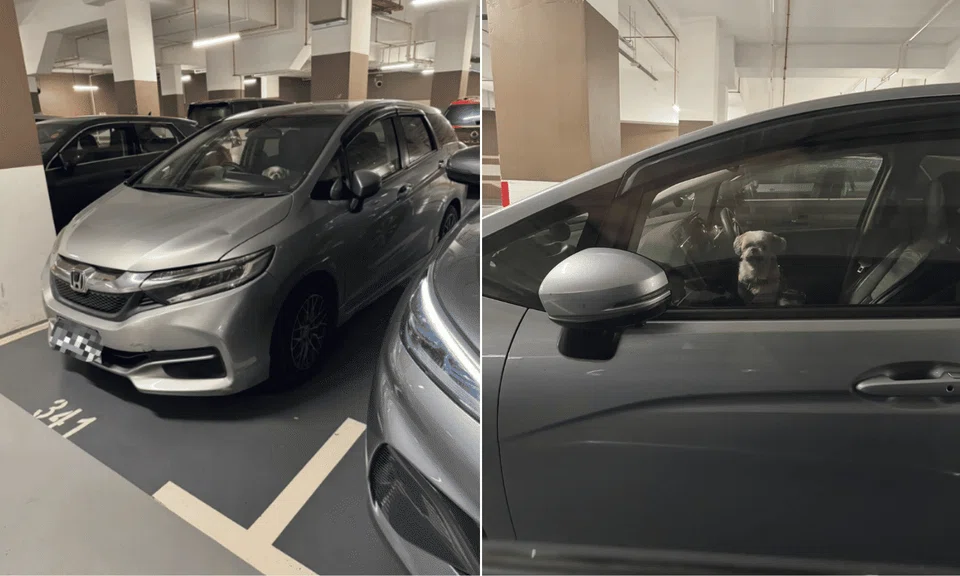 dog locked up in car