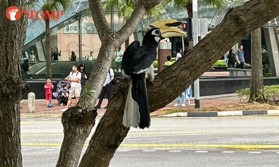Stomper catches rare sight of hornbill in the heart of Tanjong Pagar