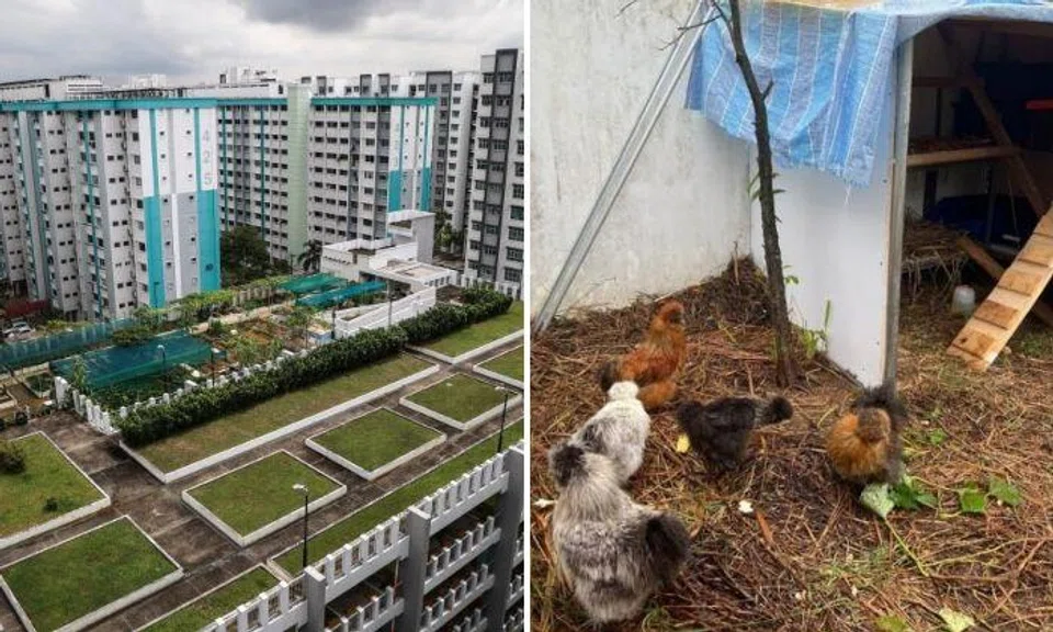 At the top of a multi-storey carpark in Yishun is a "chicken farm" housing a flock of silkie chicken.