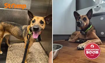 Owner looking for 'very skittish' Singapore Special last seen at Bukit Timah Nature Reserve