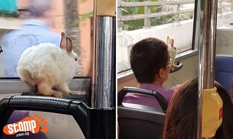 Rabbit on bus is actually under a lot of stress and in danger, says animal welfare group