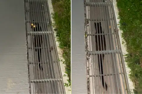 'Void deck night safari': Civet cat spotted crawling in drain at Commonwealth Ave