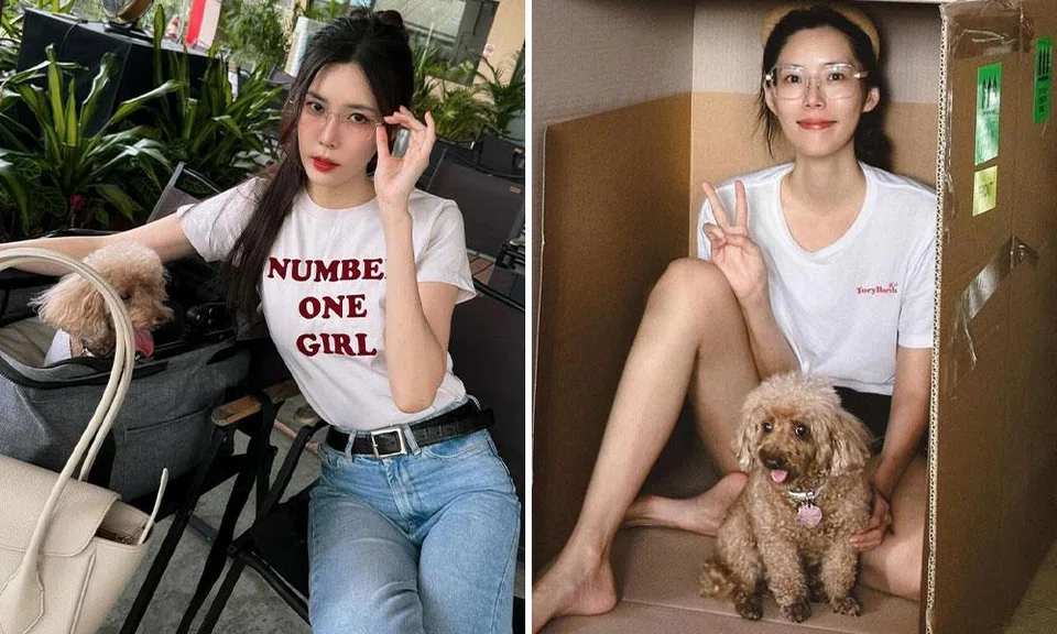 carrie wong pet poodle dog