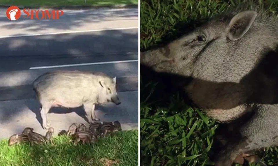 Mama boar shushed by Stomper is same pregnant sow that man patted to sleep in viral video