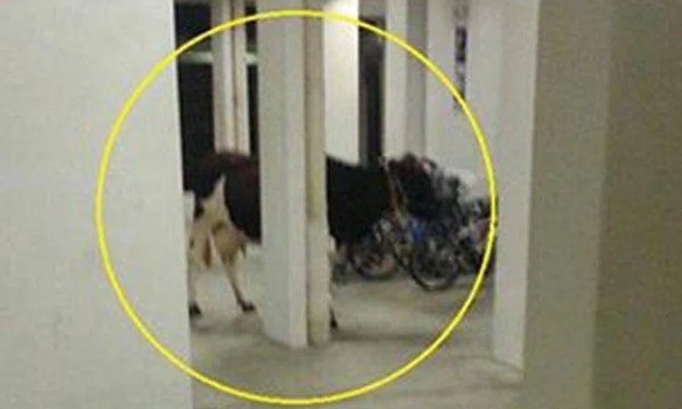 Cow at HDB void deck? Bizarre online photo stuns netizens