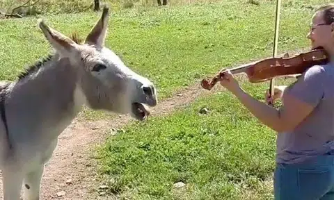 'Major' happiness: Donkey loves the sound of the violin