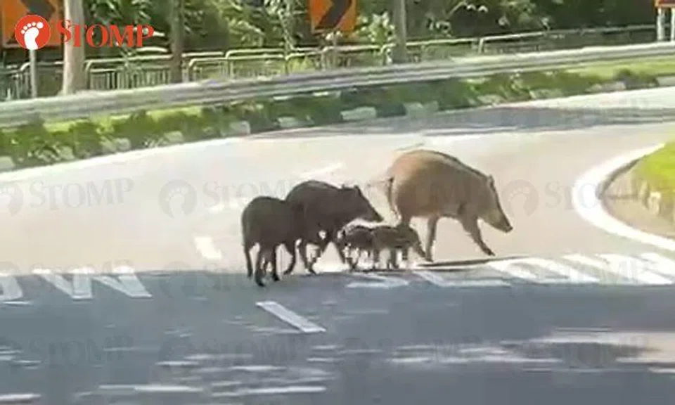 Wild boars protect their young while crossing road at Dairy Farm