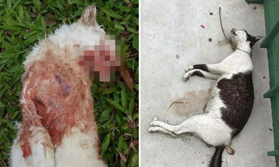 Photos: Yishun 326 Tabby cat / Facebook 