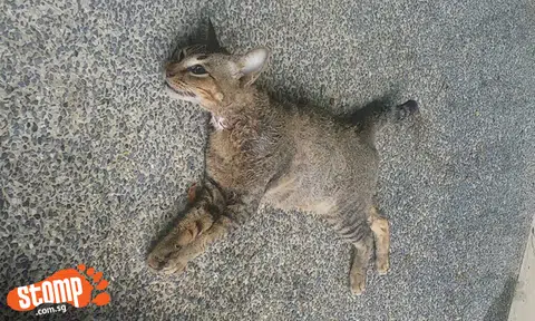 Dead cat found on pavement at Jurong East Street 21 bus stop