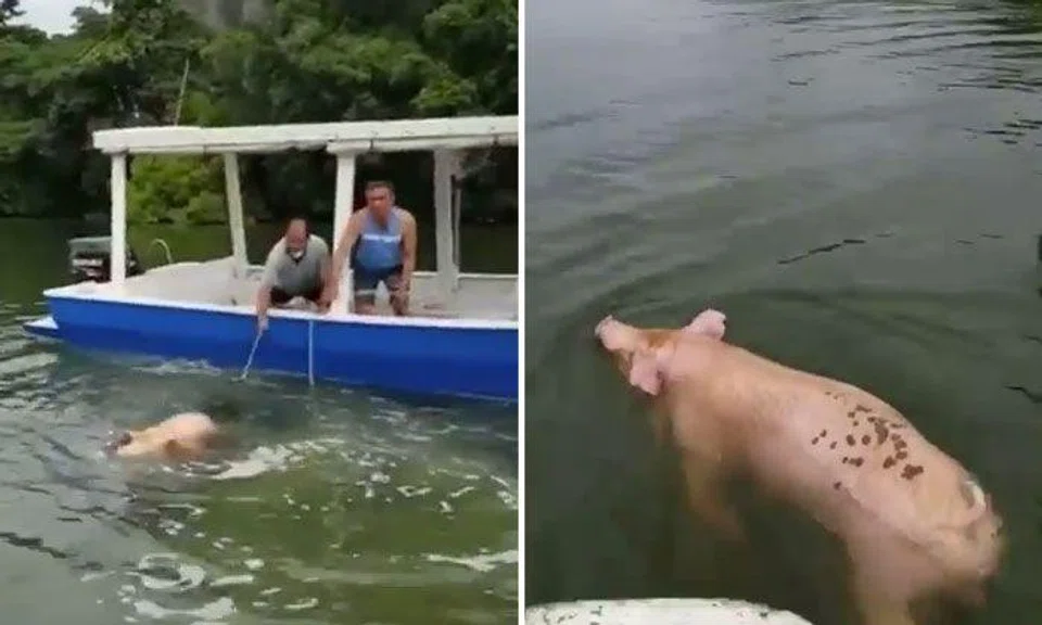 All imported pigs in S'pore accounted for, AVA says in response to video of pig swimming near MPA-licenced pleasure craft