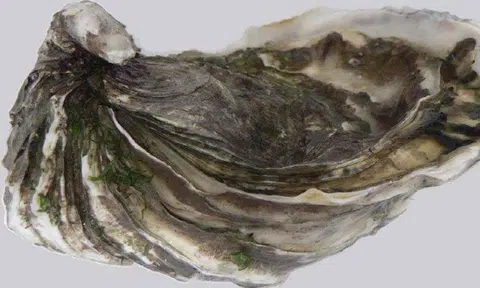 SFA recalls ready-to-eat oysters from Australia due to bacteria contamination