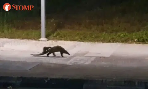 Critically endangered pangolin and baby take early morning stroll at Hillview