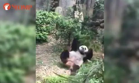 Panda taking an epic tumble at River Safari is the cutest thing you will see today