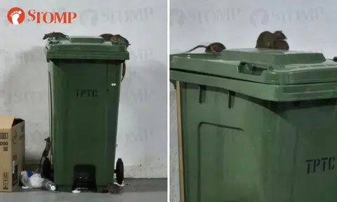 Rats! Stomper blames cleaners, town council says Queenstown residents anyhow throw rubbish