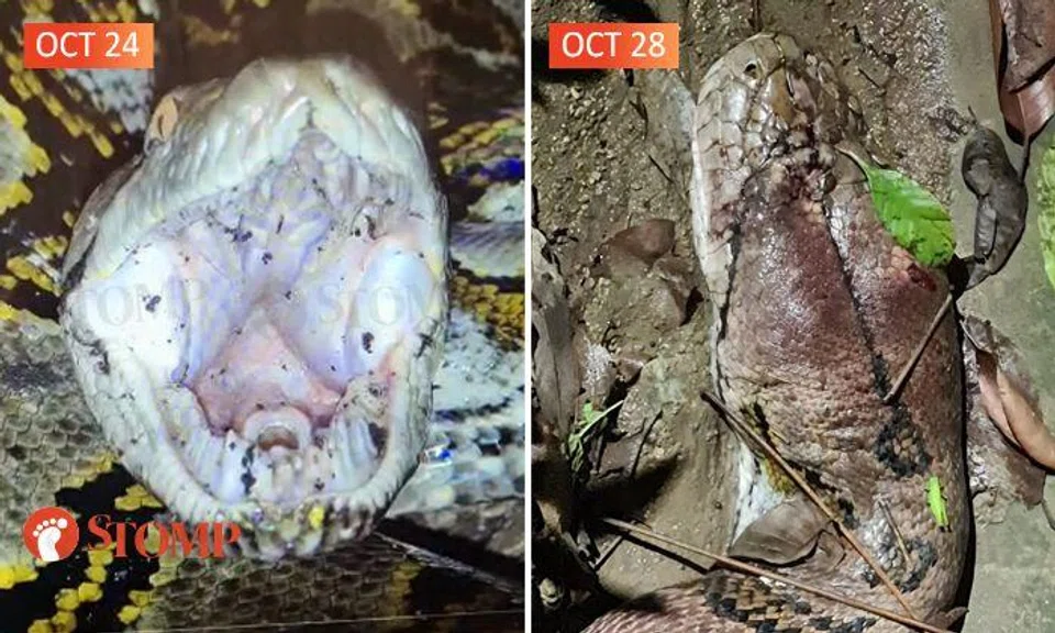 4m-long python with bruises on head and body likely died from abuse, Acres appealing for info