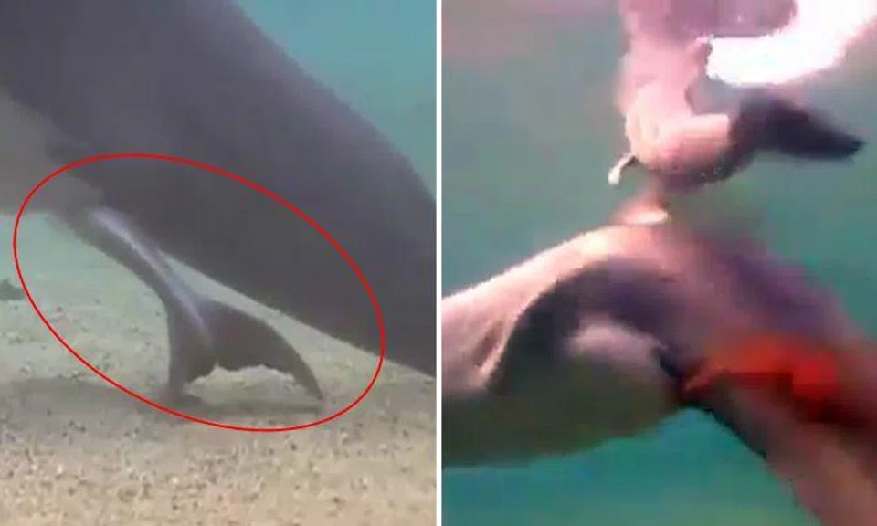 Watch incredible moment of dolphin giving birth in the sea