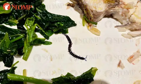 Diner sickened by centipede in economy rice -- and how Sengkang stall didn't take down dish