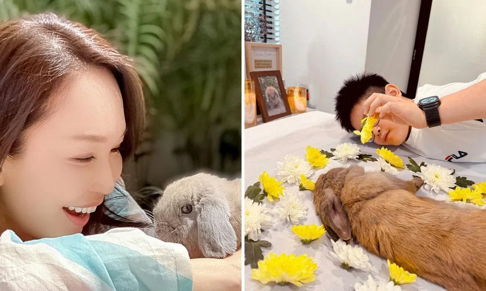 fann wong pet rabbit