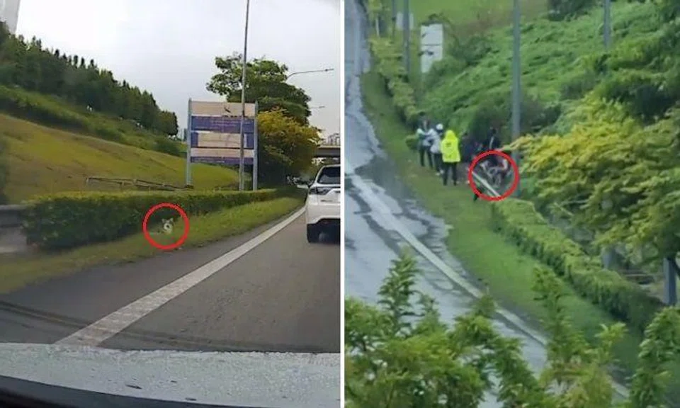 At around 3pm, Voxanne, Lumio’s owner, then spotted his head peering out of the bushes and he made eye contact with her. With the help of those around, she managed to lure him out to safety and leashed him as they fed the hungry pup.