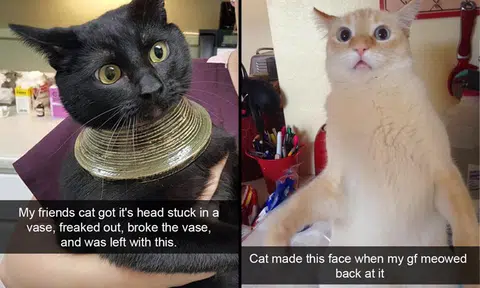 30 ameowzing Snapcats that will brighten your day