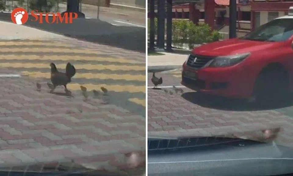 Stomper Stevie shared a dash cam video of the fatal hit-and-run which took place on March 31 at 1pm.