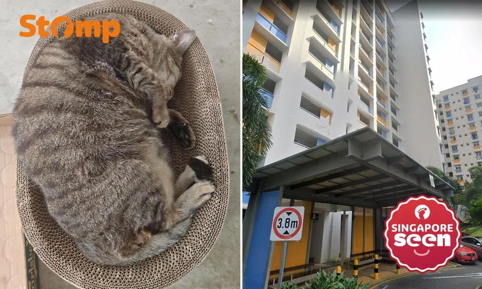 Community cat found dead at foot of Jurong West block