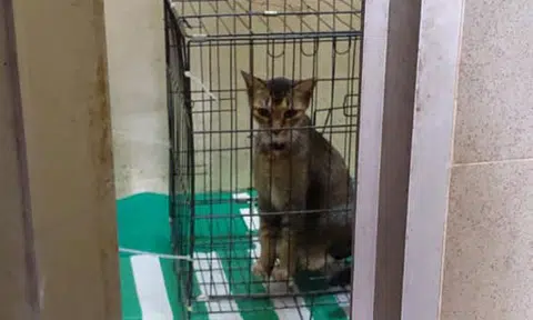 Tampines Town Council apologises for the way it handled relocation of cat that was placed in bin centre
