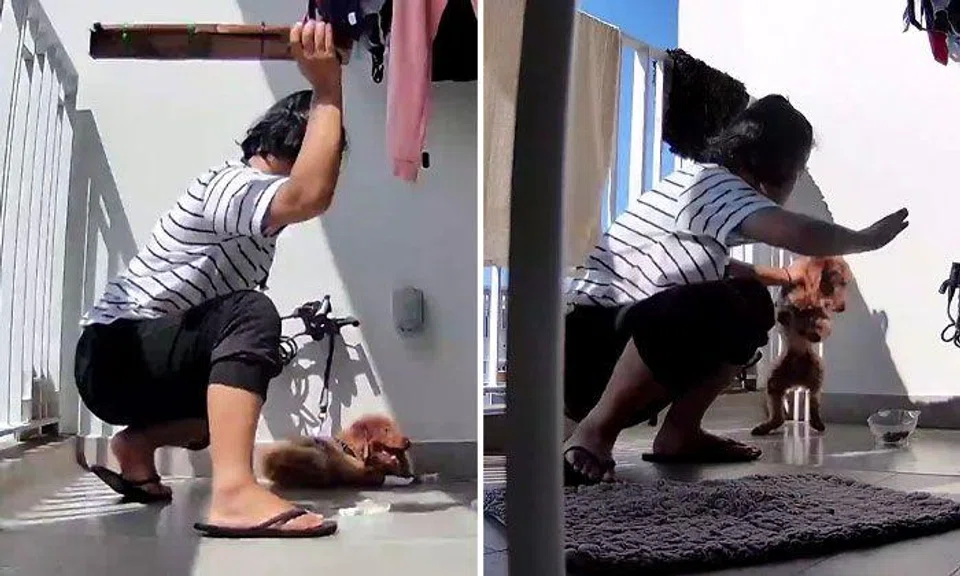 Helper allegedly hanged dog from balcony railing and 'whacked it to death', investigations underway