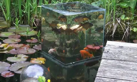 Fish Stmop Thanks to man's innovative tank, fish finally get to see the view from ...