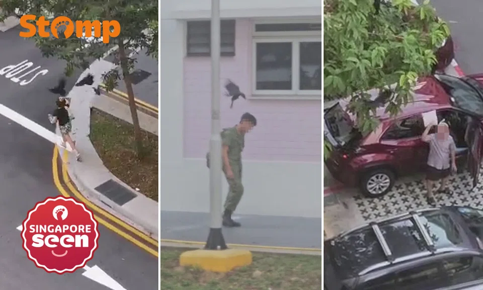 crow attacks, Bishan