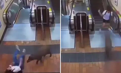 Video of wild boar attacking people at escalator not taken in Bukit Panjang, animal has been put down