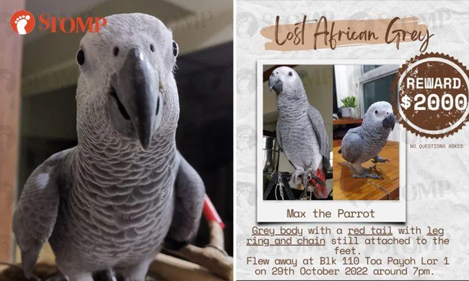 Parents pen heartbreaking letter, offer $2k reward for Max the parrot that flew away in Toa Payoh