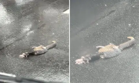 Dead pangolin spotted on road along Mandai-Yishun route: 'Heartbreaking'