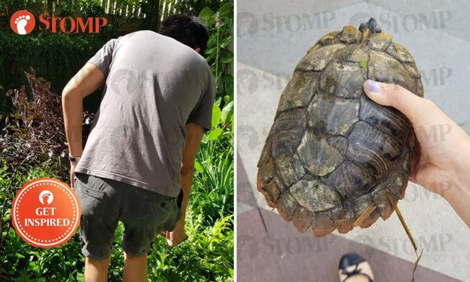 Stomper and kind passer-by help lost turtle return to pond at Kampung Admiralty