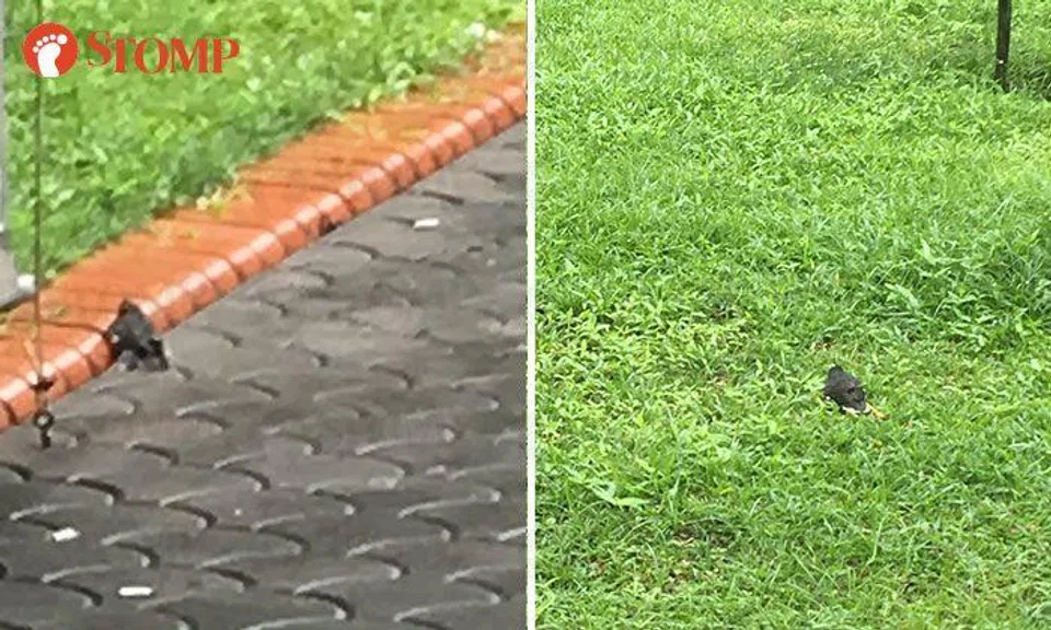 Did these birds really die from the recent cold weather in S'pore?